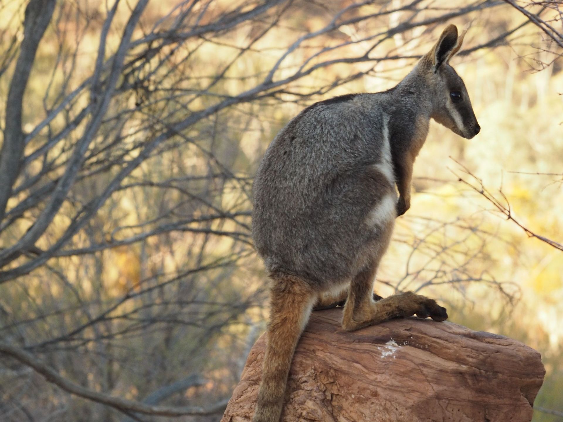 Yellow Footed Rock Wallaby on a rock at Arkaroola Wilderness Sanctuary