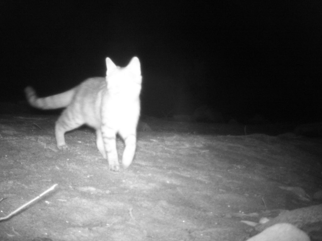 Conservation Arkaroola Wilderness Sanctuary Feral Cats