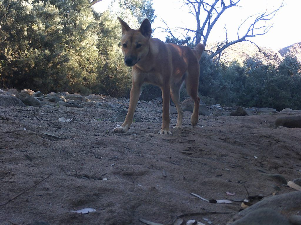 Conservation Arkaroola Wilderness Sanctuary Feral Dogs