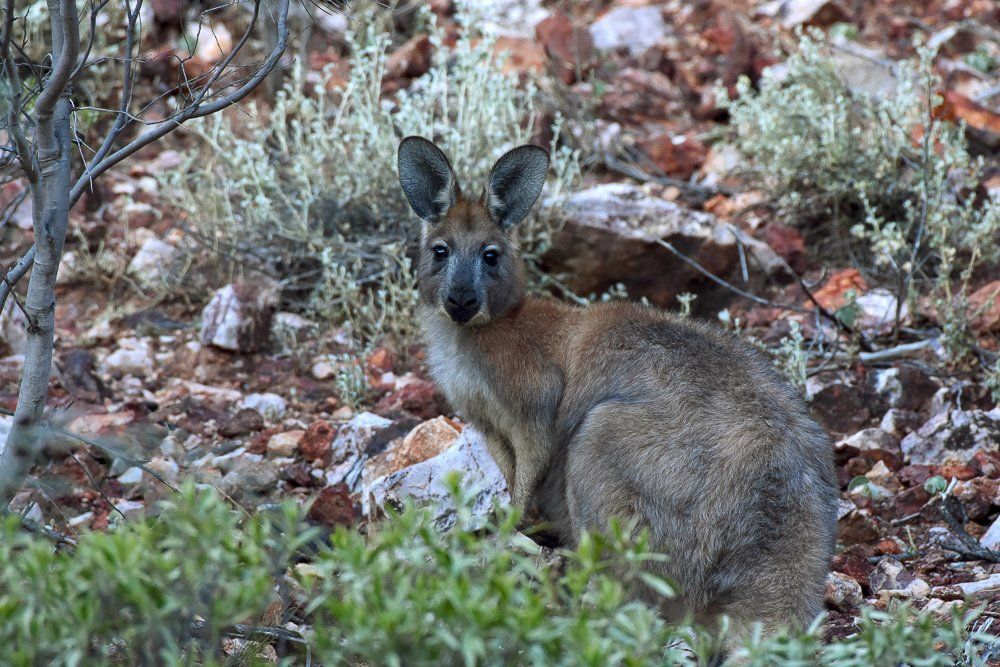 Kangaroo native wildlife of the Flinders Ranges