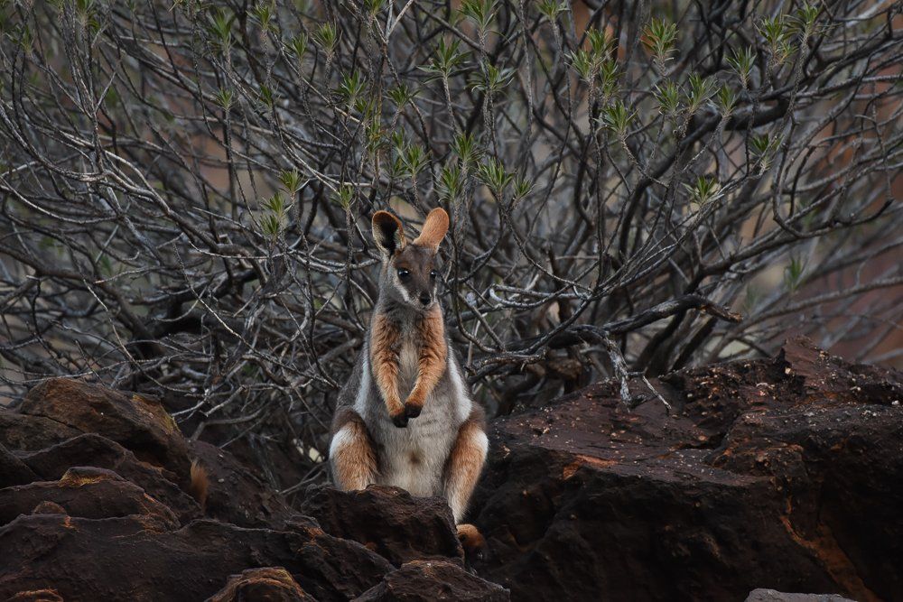 Yellow footed rock wallaby sitting
