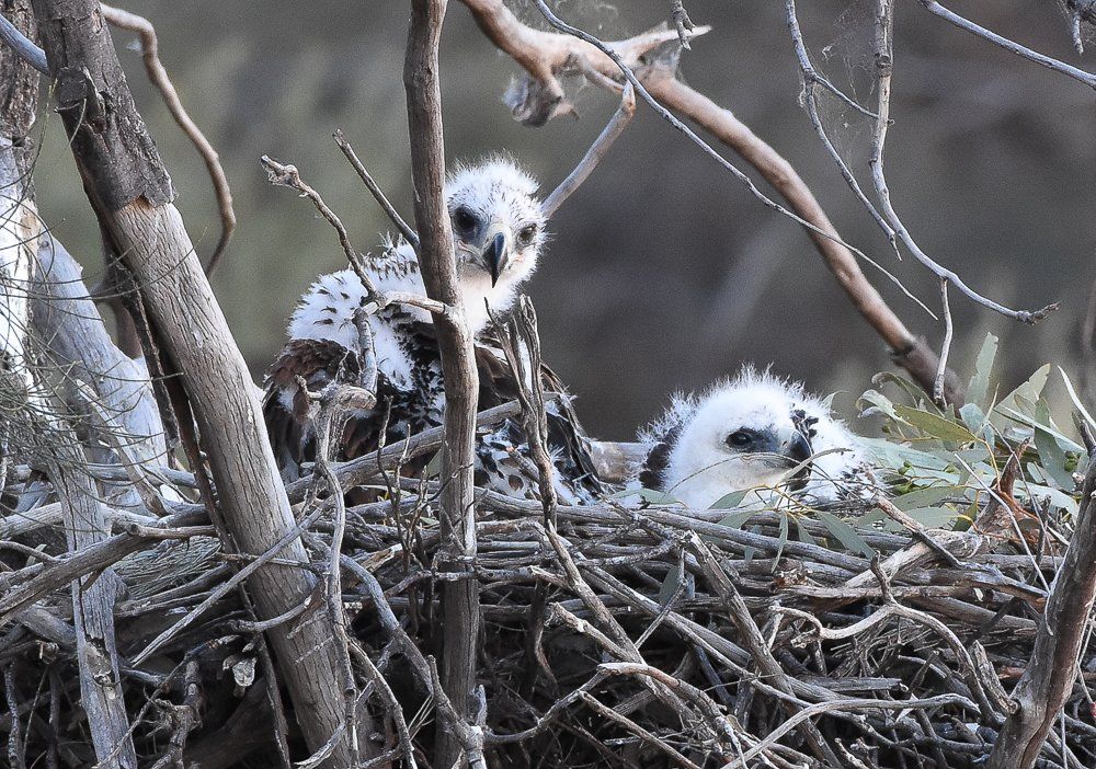 Chicks in nest