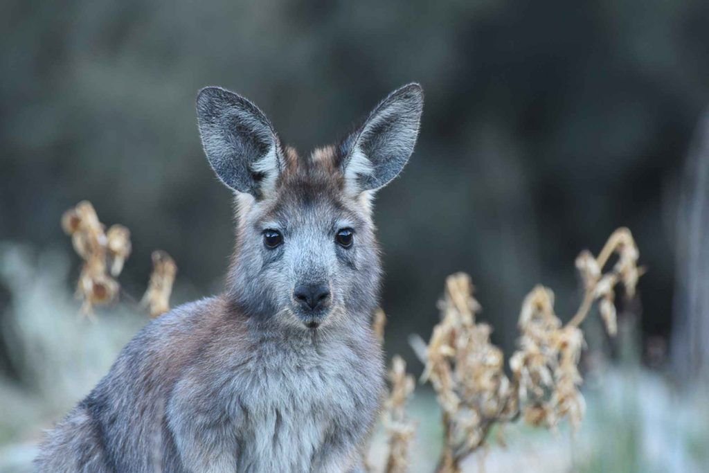 Kangaroo at Arkaroola