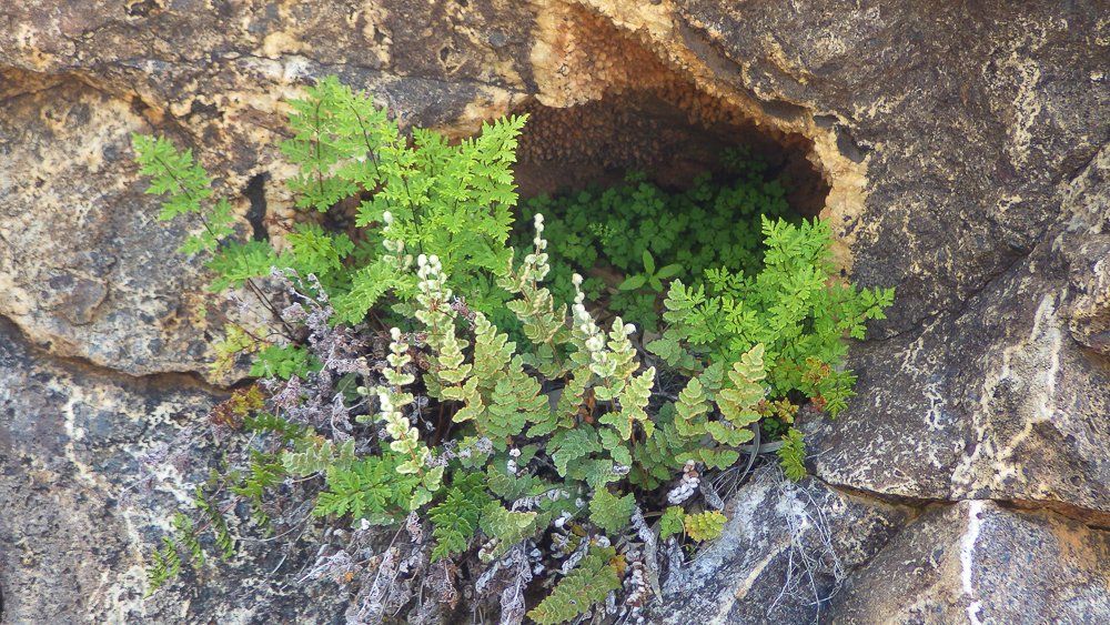 Native vegetation at Arkaroola Wilderness Sanctuary