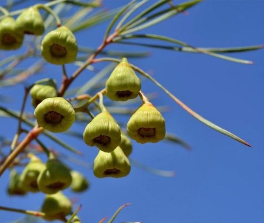 The Bellfruit Tree fruit