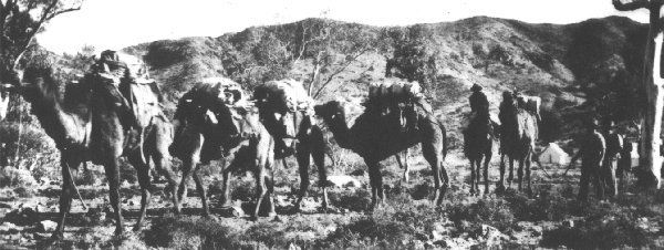 Flinders Ranges Arkaroola history- camel train