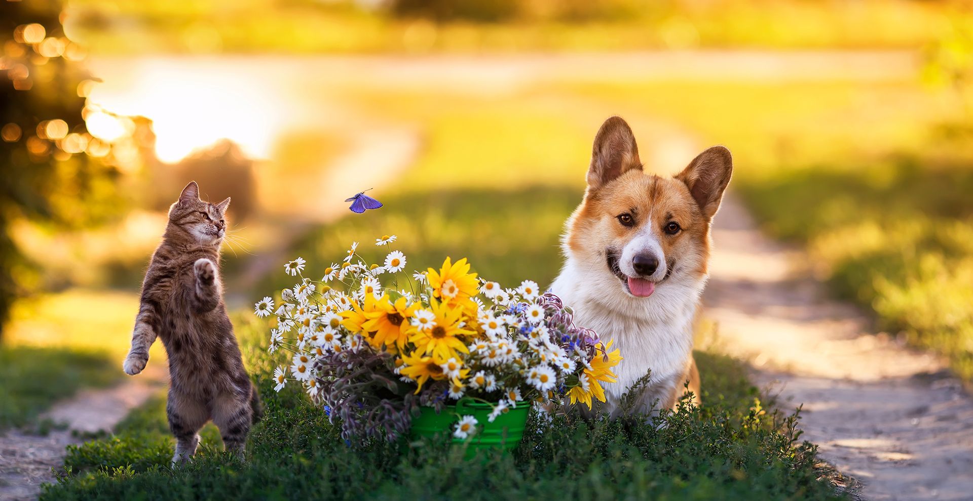 a dog and a cat are standing next to a bouquet of flowers .