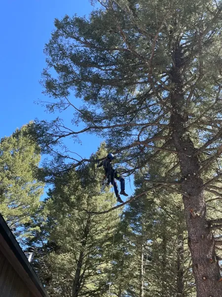 Person climbing a tree, reaching towards branches, against a bright blue sky.