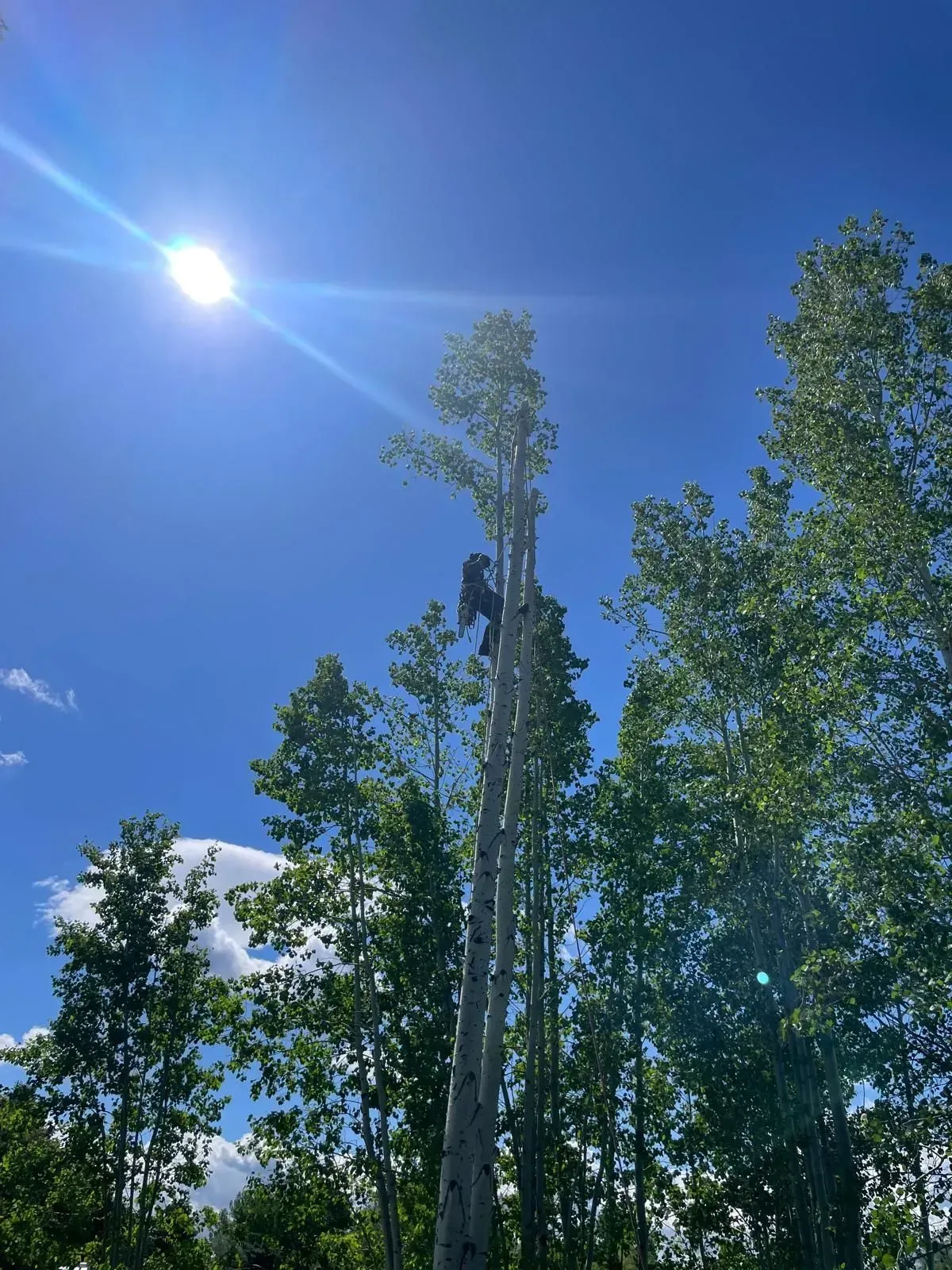 Person climbing a tall tree under a bright blue sky. Sun shines through the tree branches.