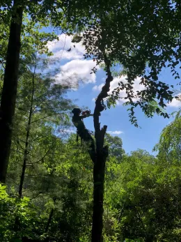 A tall tree against a blue sky, sunlight filtering through its leaves, surrounded by other trees in a forest.