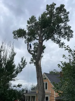 A tree trimmer in a tall tree near a house, preparing to cut off branches, under a cloudy sky.