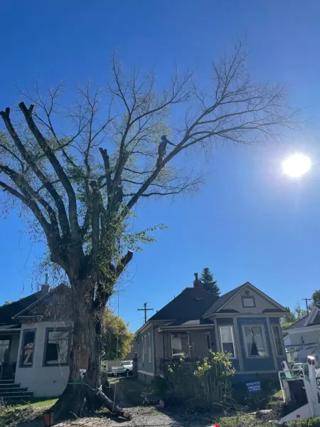 Tree trimmer on a tall tree in front of houses under a bright blue sky.