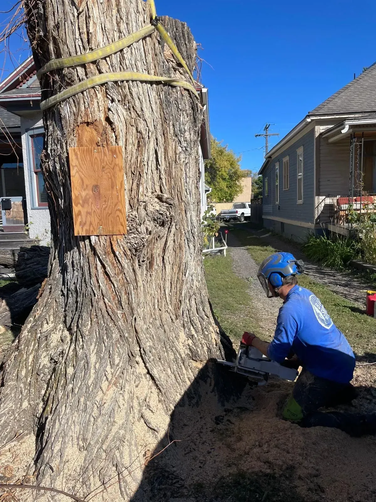 Arborist cutting a large tree trunk with a chainsaw; houses in background.