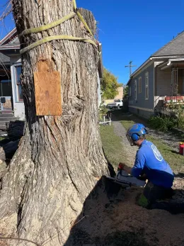Arborist cutting a large tree trunk with a chainsaw; houses in background.