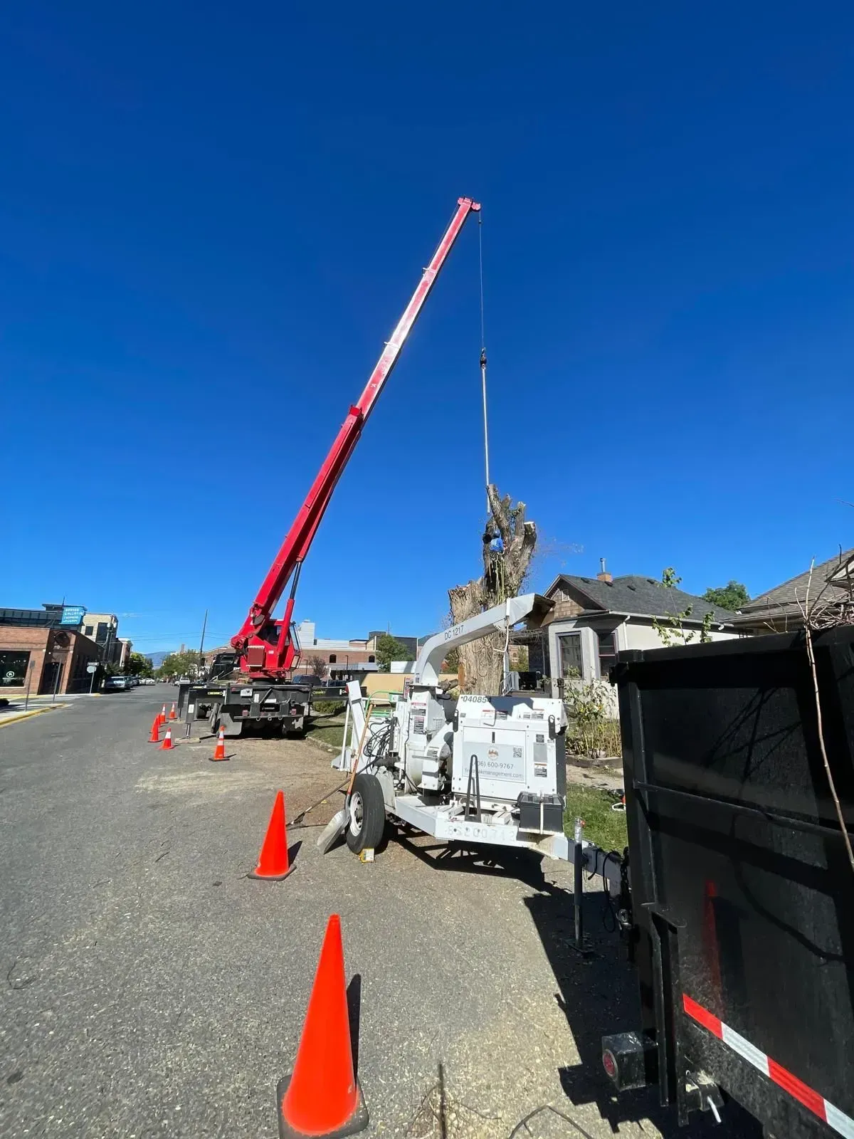A tall red crane trimming a tree on a city street; orange cones block the road.