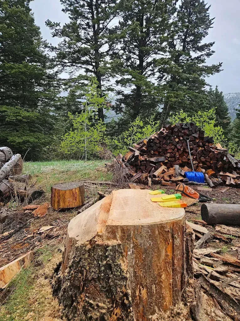 Stump of a cut tree in a forest clearing, with a pile of logs, trees, and a brush.
