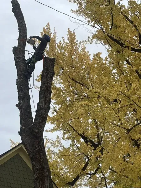 Tree being trimmed by a person with safety gear near yellow-leafed tree under overcast sky.