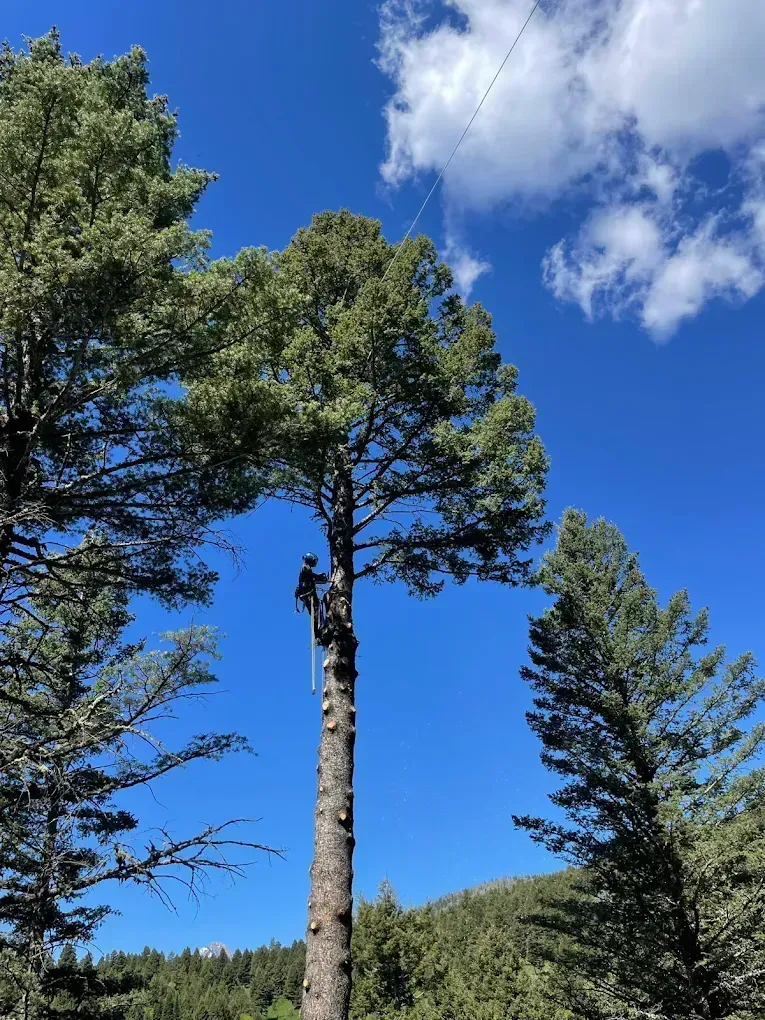 Arborist climbing a tall tree on a sunny day with blue sky and puffy clouds.