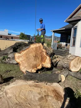 Arborist cutting tree sections near a house. Man in blue shirt stands atop a tree trunk on a sunny day.