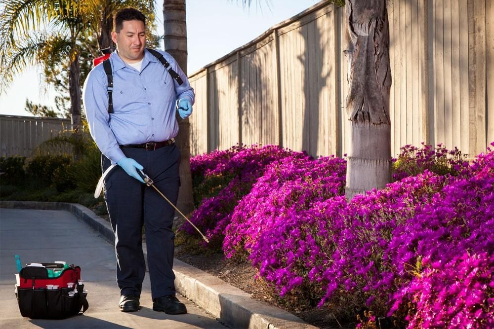Un hombre está rociando flores de color púrpura en un jardín.