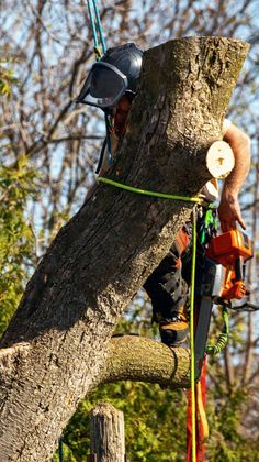 Arborist using a chainsaw to cut a tree branch, wearing safety gear and harness.