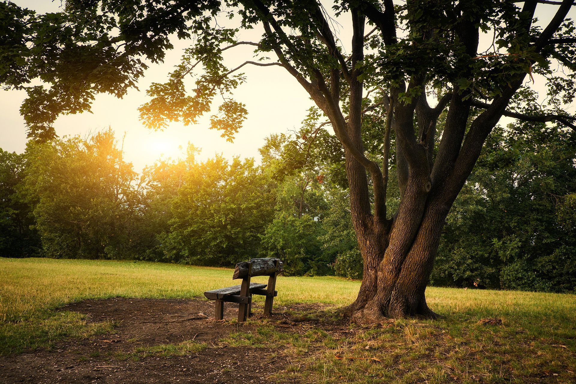 A park bench under a tree in a field with the sun shining through the trees.