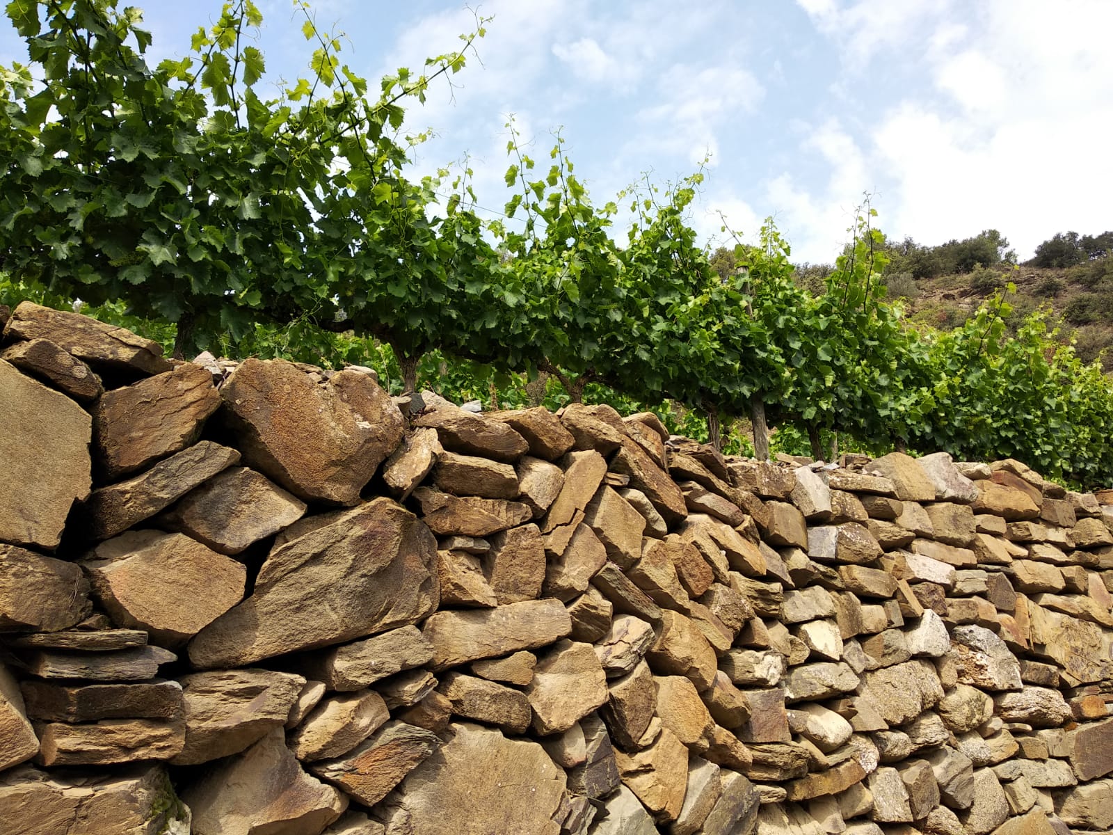 Typischer Weinbau in Terrassen im Priorat