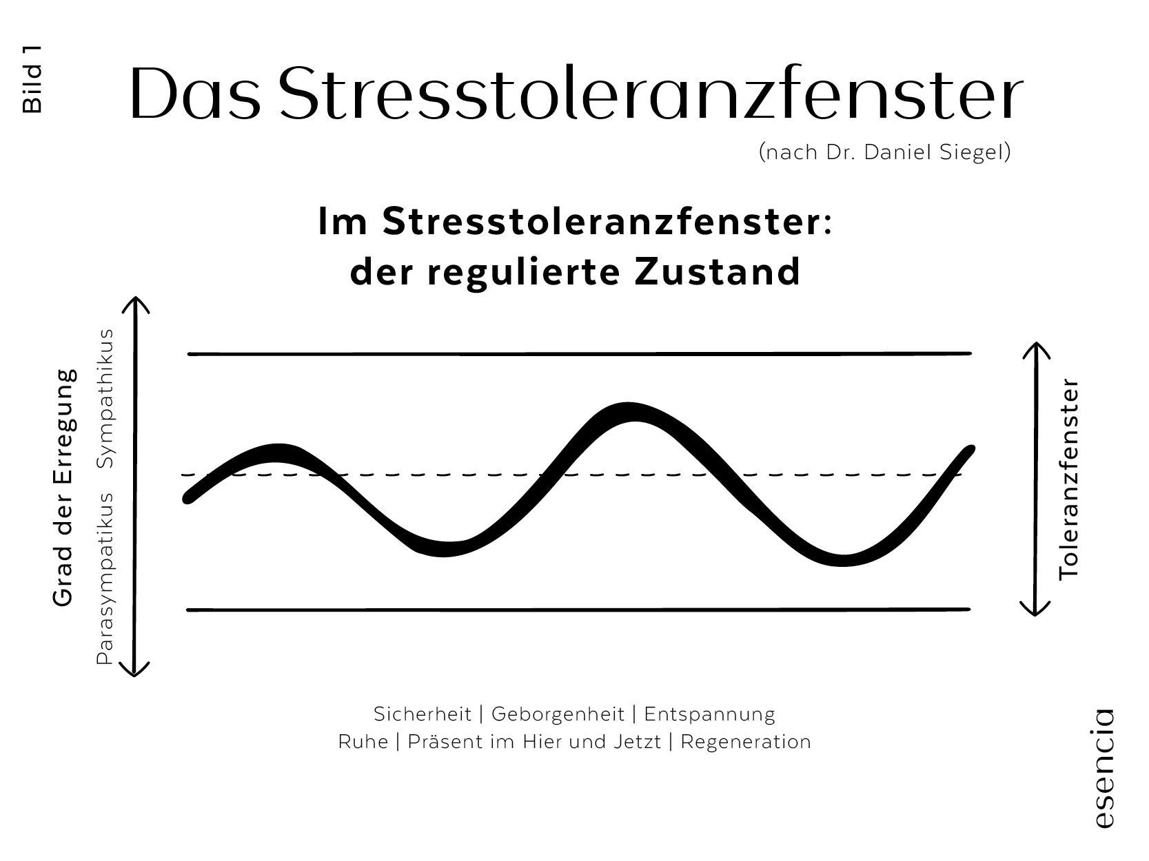 Das Stresstoleranzfenster nach Dr. Dan Siegel zeigt das regulierte Nervensystem in einer Grafik.