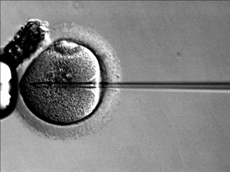 How Many Embryos Do You Place Per Treatment?
