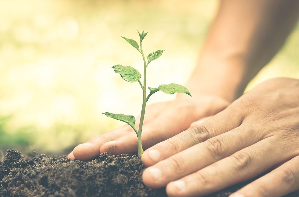 Planting in the Earth