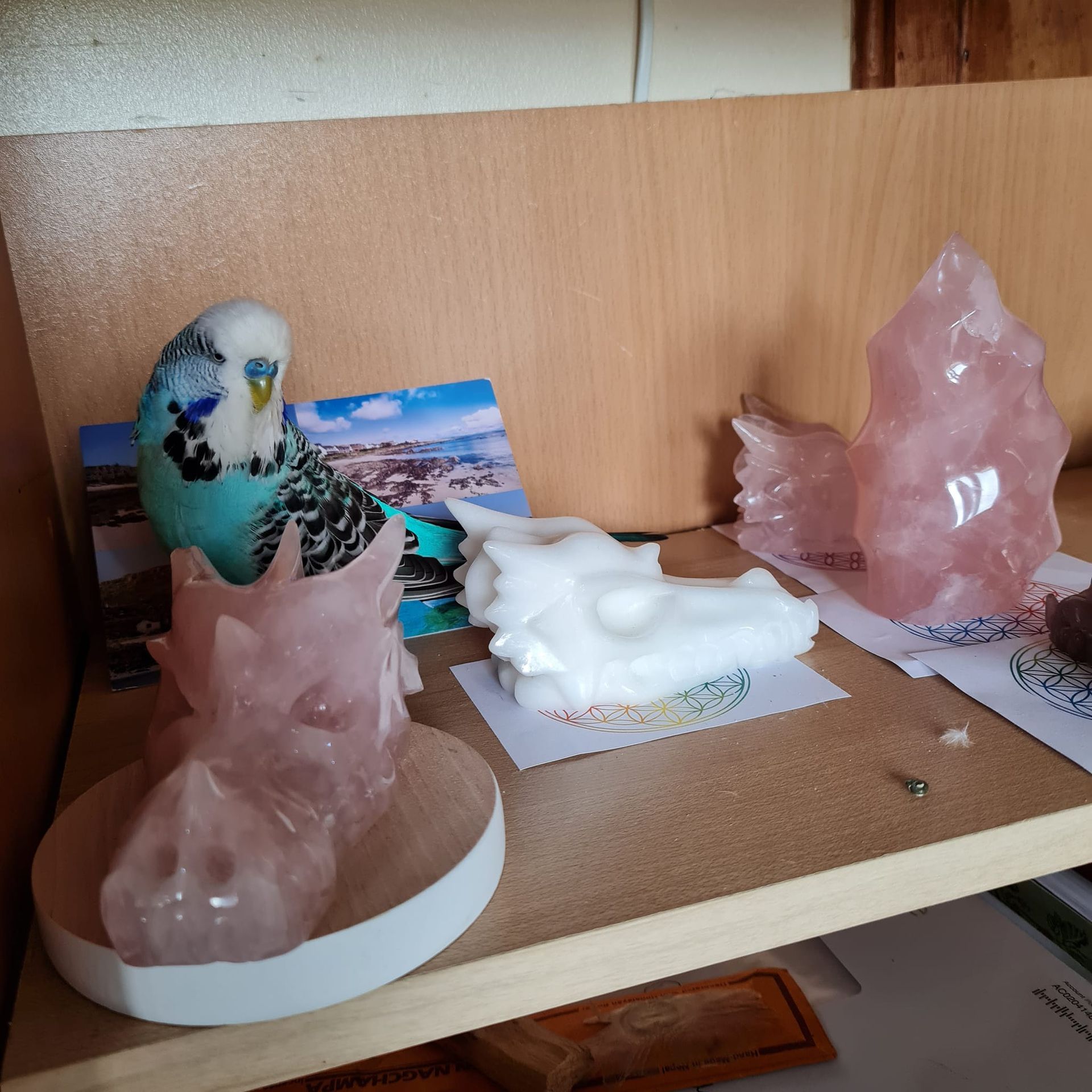 Bob the Budgie with Crystals