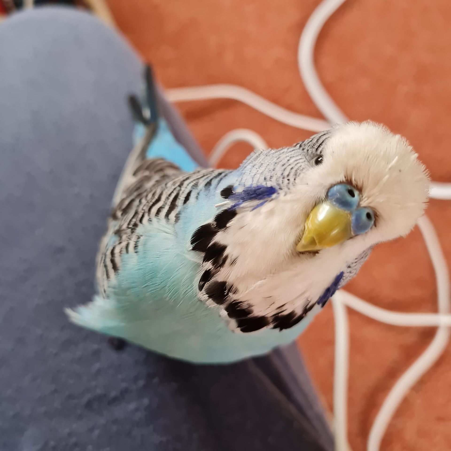 Bob the Budgie