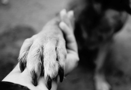 Departed Animal Communication 