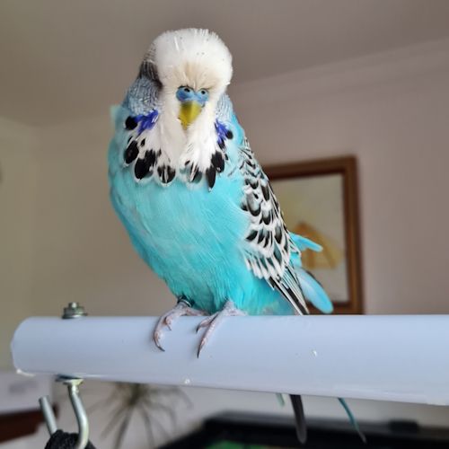 Bob, the Elementals Beings family budgie