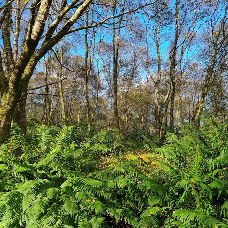 Dalriada Forest