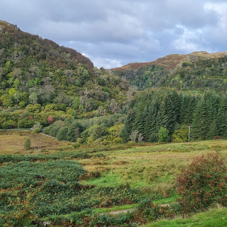 Dalriada Woods