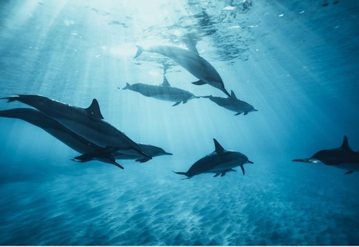 Dolphin pod swimming Dolphin pod swimming