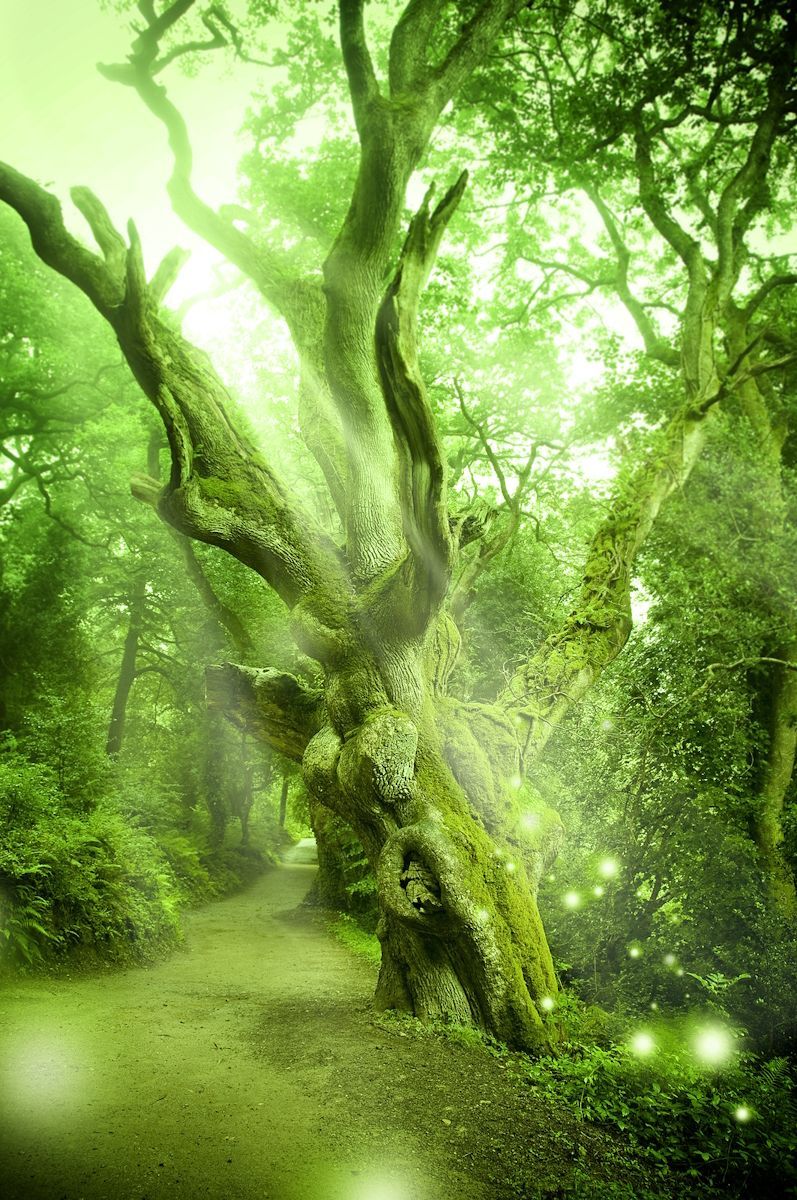 Magical Tree