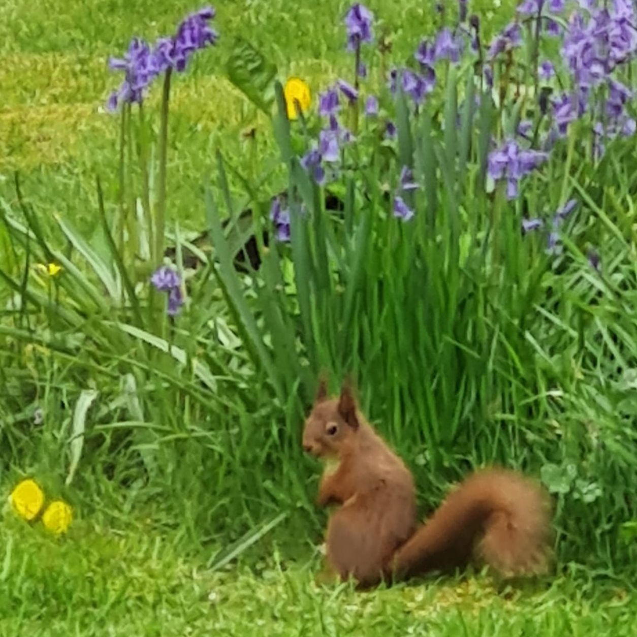 Red Squirrel in Bluebells Red Squirrel in Bluebells