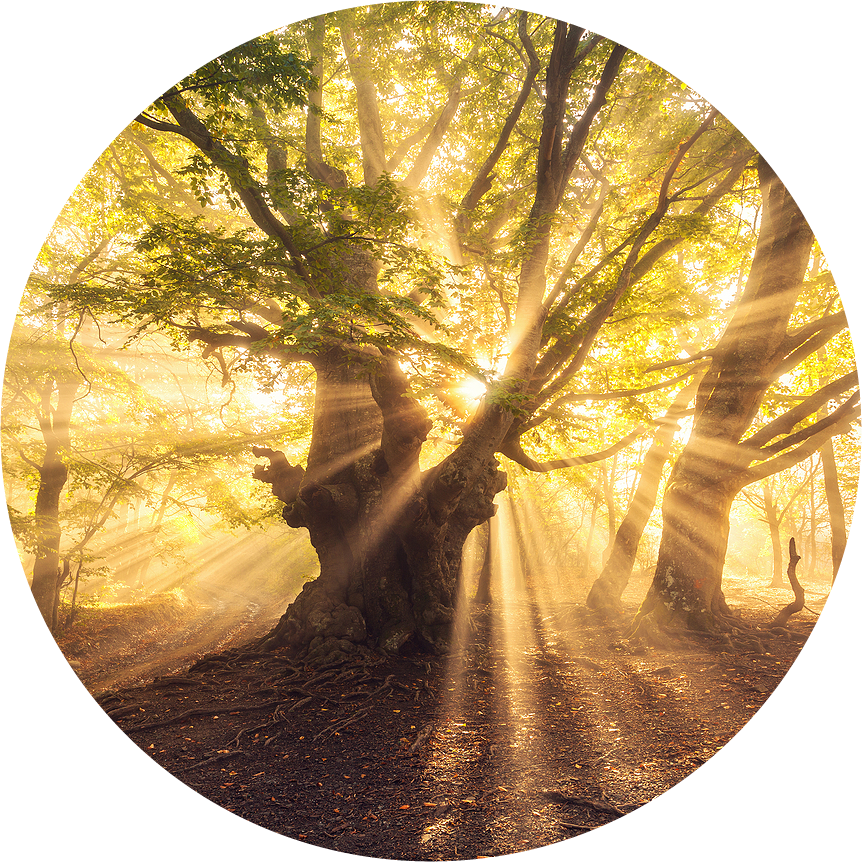 Wisdom Tree of Light