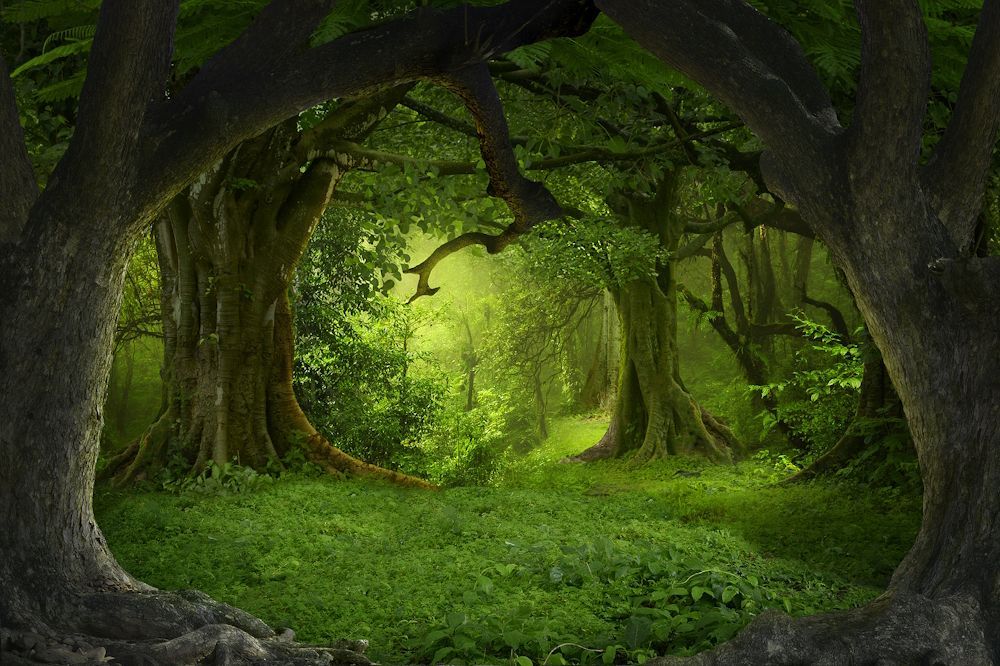 Tree Portal