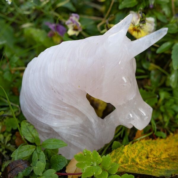 Kleana Unicorn Skull  Healing