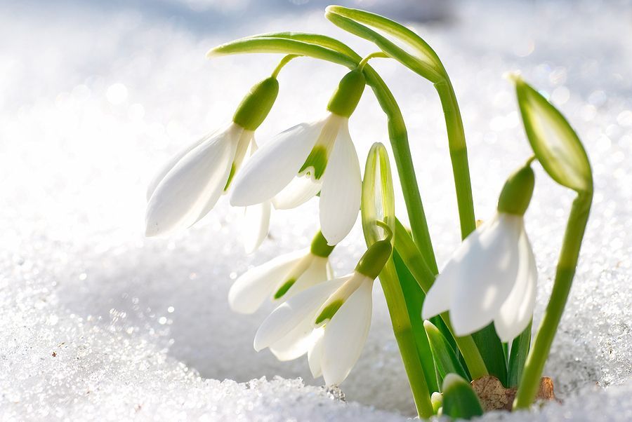 Imbolc Snowdrops