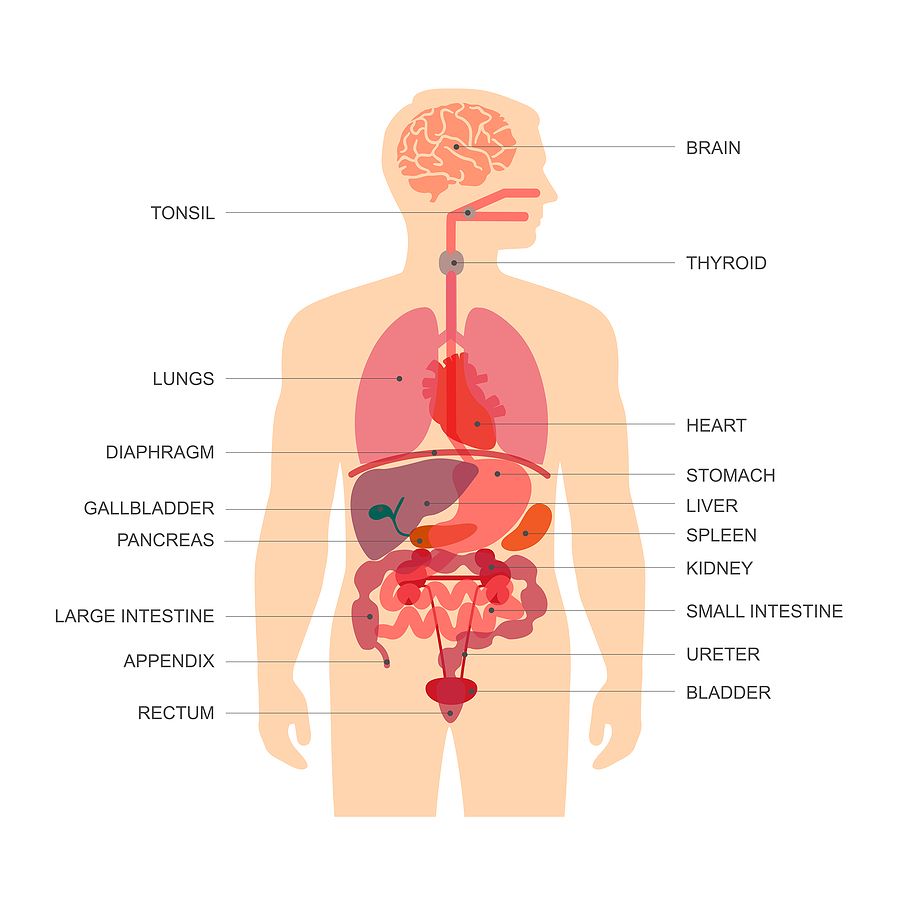 Organs of the Body Organs of the Body