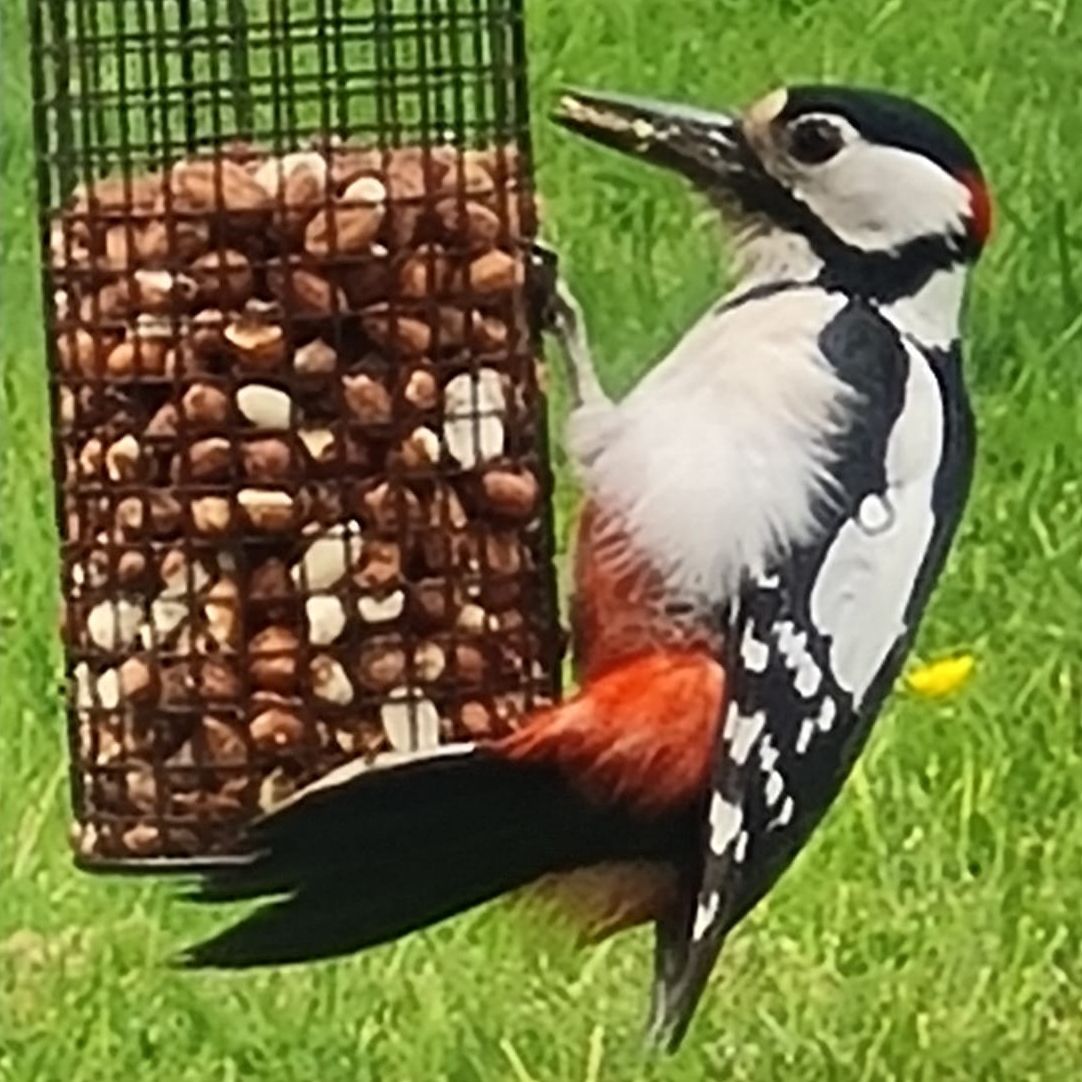 Male Great Spotted Woodpecker Male Great Spotted Woodpecker