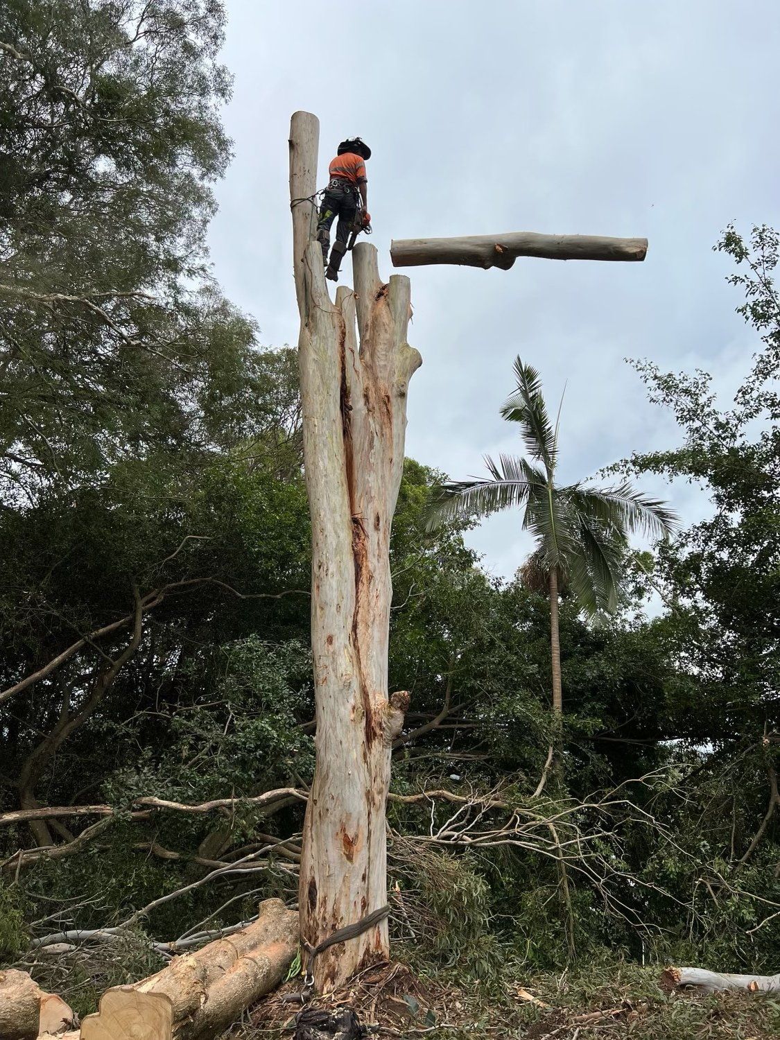 Man Cutting a Tree — Gympie, QLD — Smith Tree Solutions