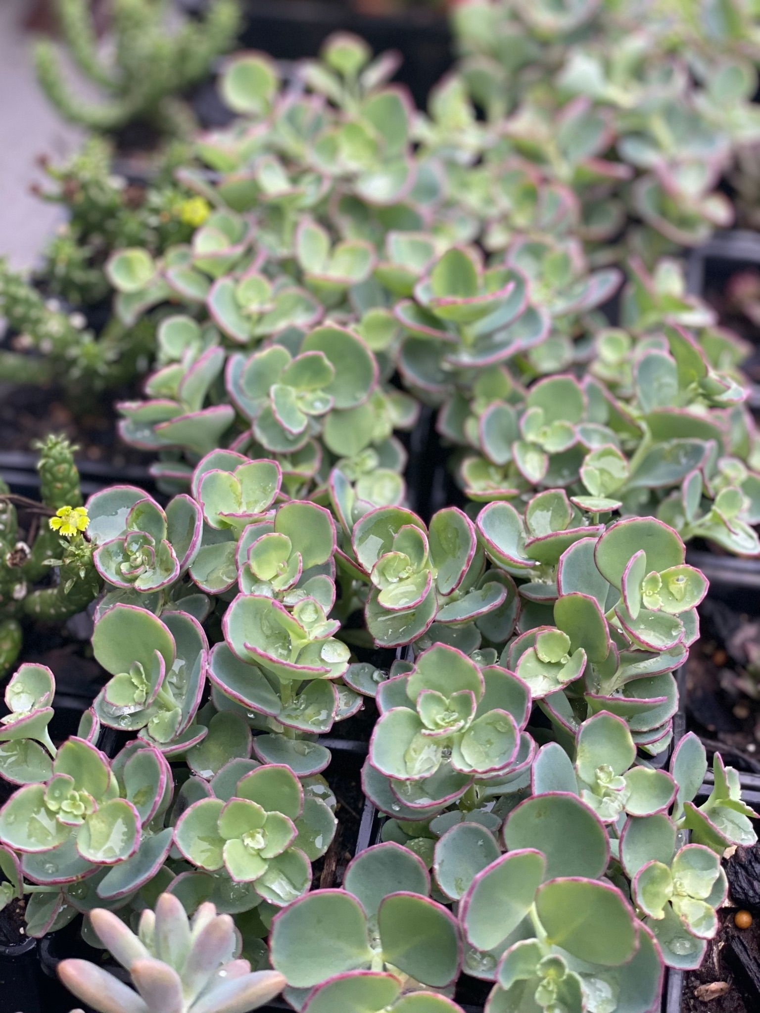 Succulents— Landscaping Supplies in Myocum, NSW