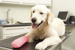 Dog Surgery | Elkton, MD | Cherry Hill Dog & Cat Hospital