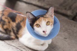 Cat Surgery | Elkton, MD | Cherry Hill Dog & Cat Hospital