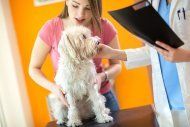 Pet Check-Up | Elkton, MD | Cherry Hill Dog & Cat Hospital
